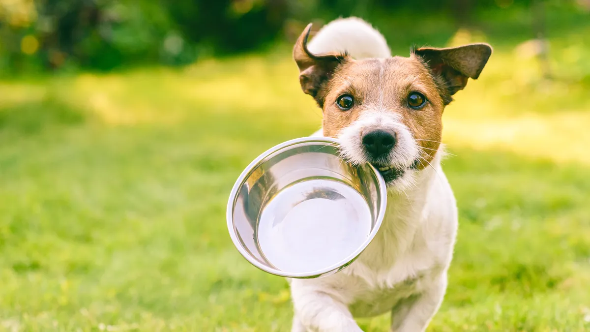 Jack Russell Terrier dog carrying a metal plate in mouth with the green grass blurred in the background.